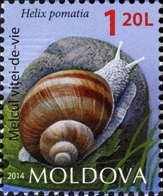 Burgundy Snail (Helix pomatia)