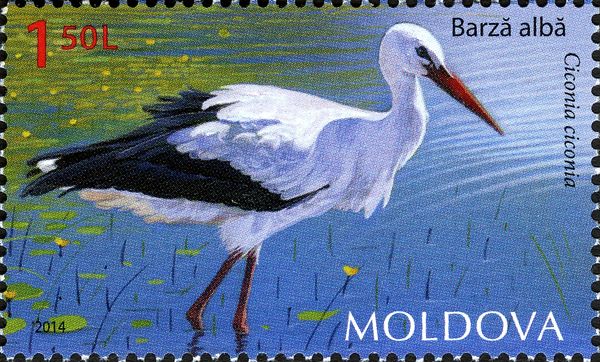 White Stork (Ciconia ciconia)