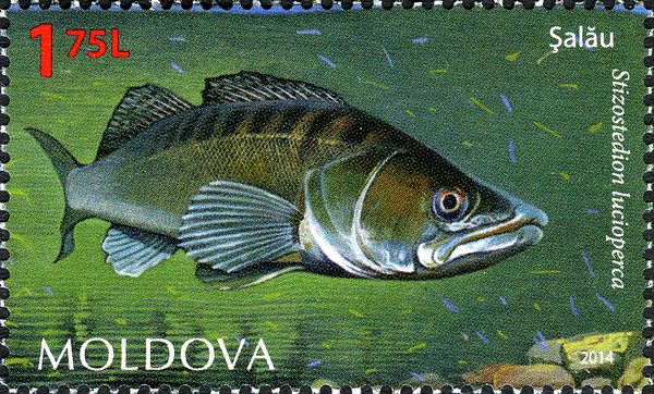 Zander (Stizostedion lucioperca)