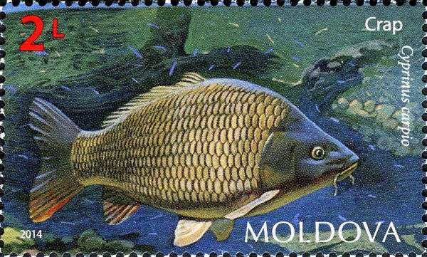Common Carp (Cyprinus carpio)