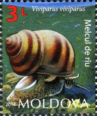 River Snail (Viviparus viviparus)