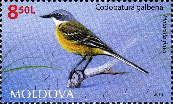 Western Yellow Wagtail (Motacilla flava)