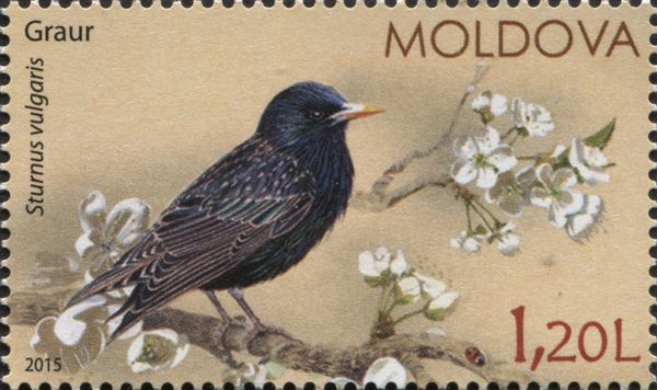 Starling (Sturnus vulgaris)