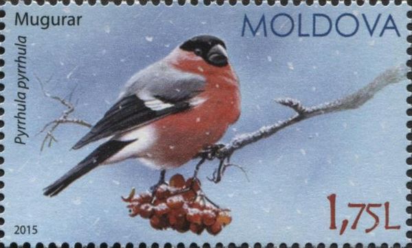 Eurasian Bullfinch (Pyrrhula pyrrhula)