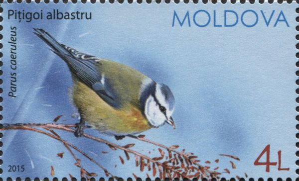 Eurasian Blue Tit (Parus caeruleus)