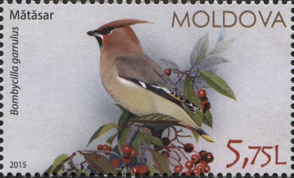 Bohemian Waxwing (Bombycilla garrulus)