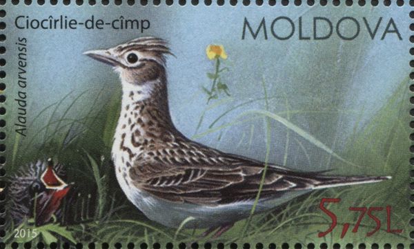 Eurasian Skylark (Alauda arvensis)