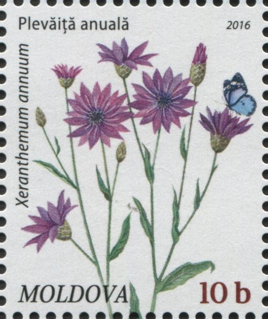 Annual Everlasting (Xeranthemum annuum)