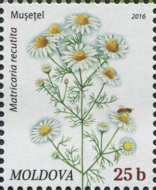 Chamomile (Matricaria Recutita)