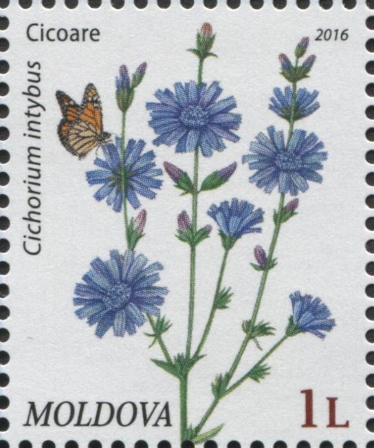 Chicory (Cichorium Intybus)