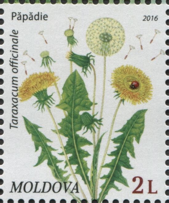 Dandelion (Taraxacum officinale)
