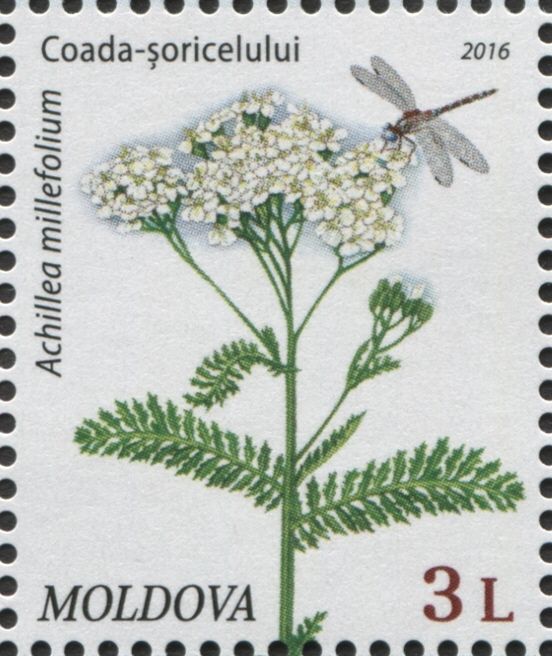 Yarow (Achillea Millefolium)