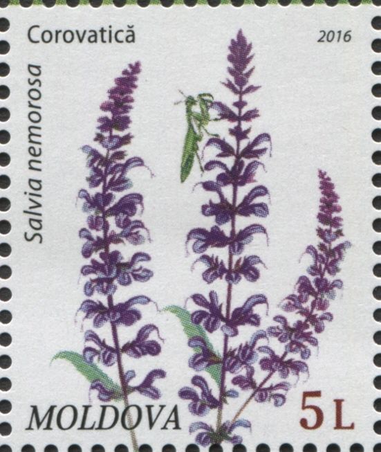 Woodland Sage (Salvia Nemorosa)