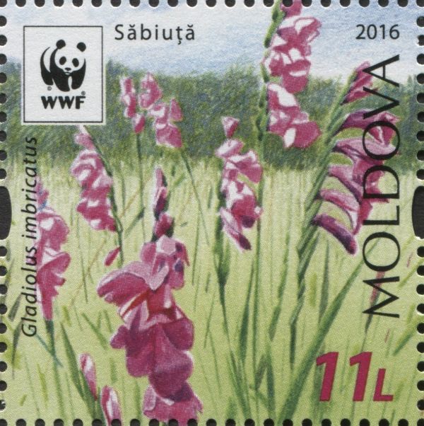 Turkish Marsh Gladiolus (Gladiolus Imbricatus)