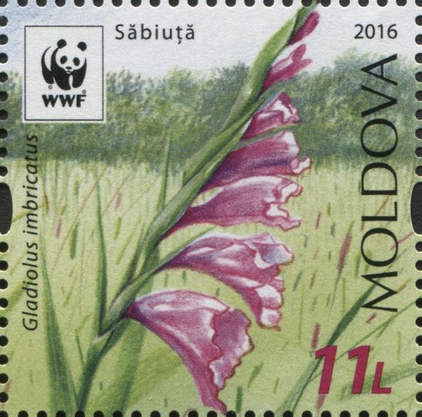 Turkish Marsh Gladiolus (Gladiolus Imbricatus) - Blue Sky