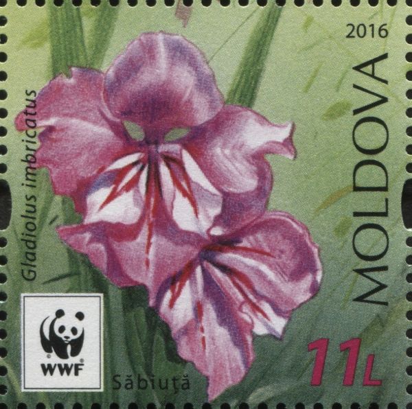 Turkish Marsh Gladiolus (Gladiolus Imbricatus)