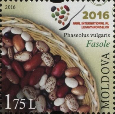Common Beans (Phaseolus vulgaris)