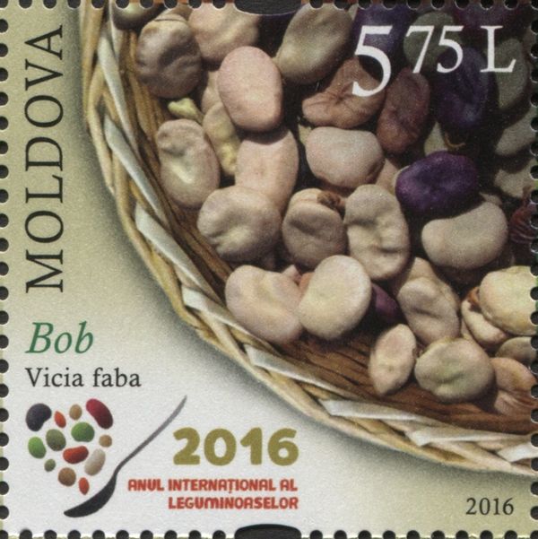 Broad Beans (Vicia faba)