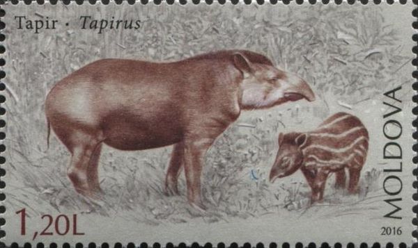 Tapir (Tapirus)