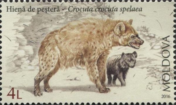 Cave Hyena (Crocuta crocuta spelaea)