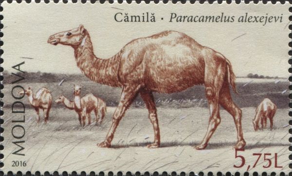 Camel (Paracamelus alexejevi)