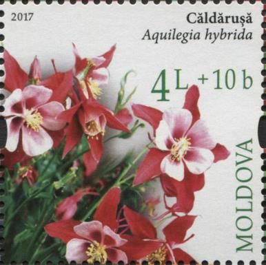Columbine (Aquilegia hybrida)
