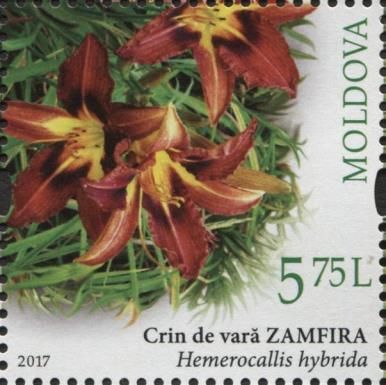 Daylily (Hemerocallis hybrida)