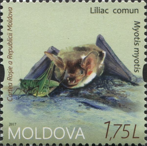 Greater Myotis (Myotis myotis)