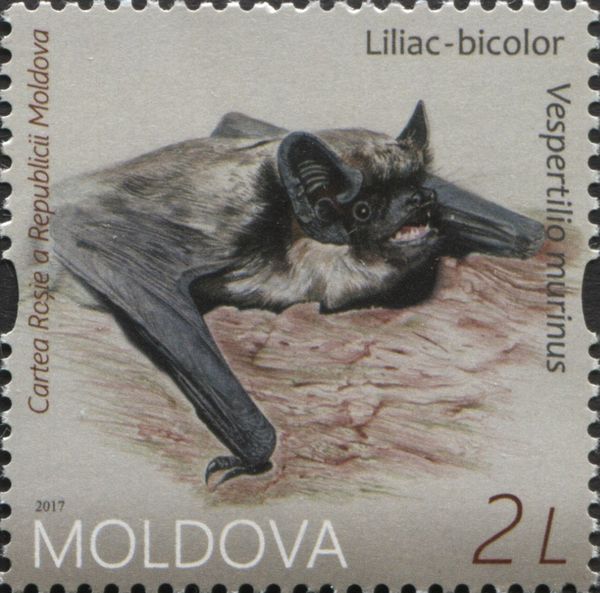 Eurasian Particolored Bat (Vespertilio murinus)