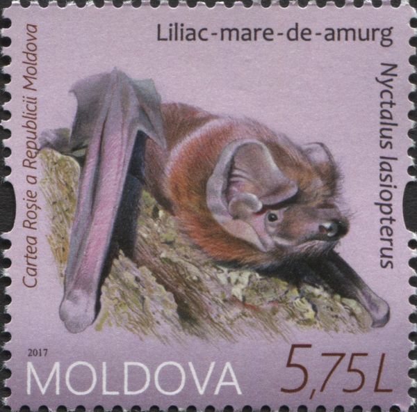 Greater Noctule (Nyctalus lasiopterus)