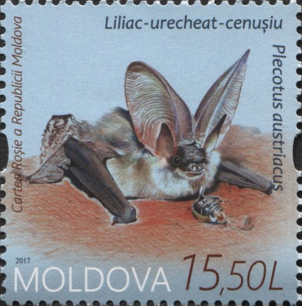 Grey Long-eared Bat (Plecotus austriacus)