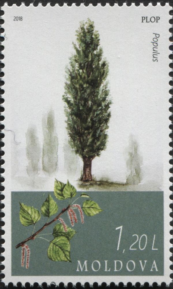 Poplar (Populus)