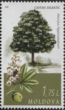 Horse Chestnut (Aesculus hippocastanum)