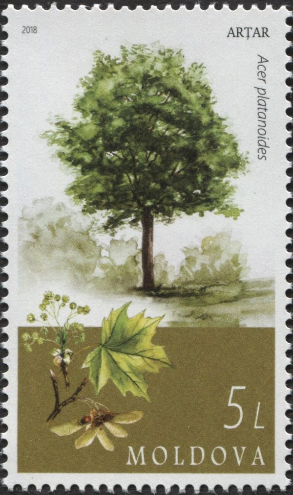 Norway Maple (Acer platanoides)