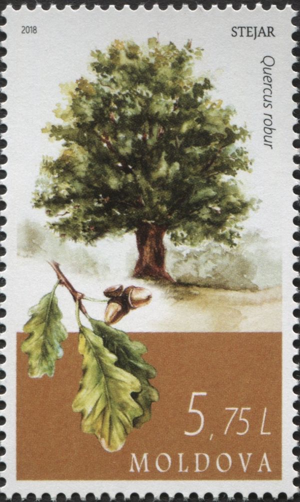 European Oak (Quercus robur)
