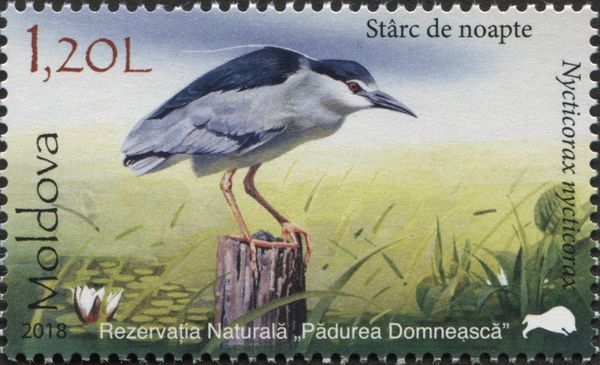 Black-Crowned Night Heron (Nycticorax nycticorax)