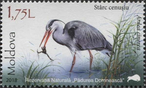 Grey Heron (Ardea cinerea)