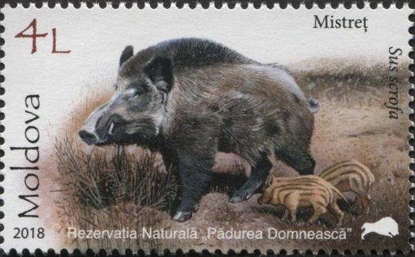 Wild Boar (Sus scrofa)
