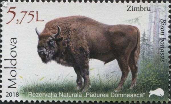 European Bison (Bison bonasus)
