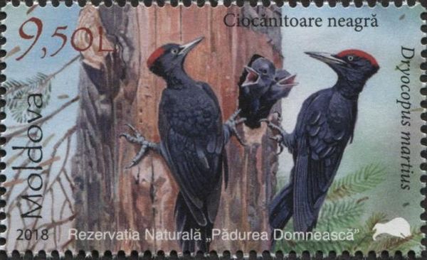 Black Woodpecker (Dryocopus martius)