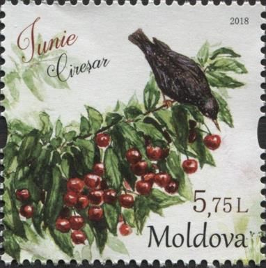 Cireșar - Tree Branch and Bird (June)