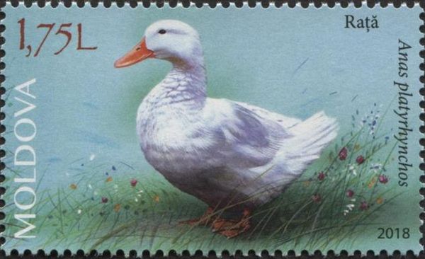 Duck (Anas platyrhynchos)