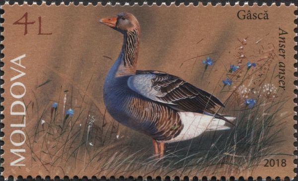 Goose (Anser anser domesticus)