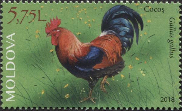 Cockerel (Gallus gallus domesticus)