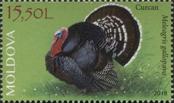Turkey (Meleagris gallopavo)