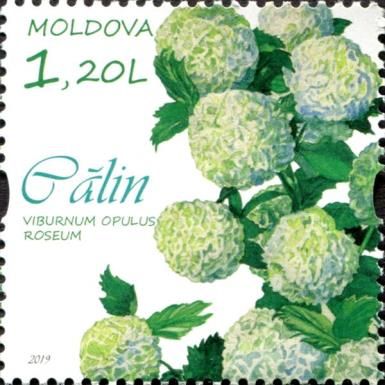 Guelder Rose (Viburnum opulus roseum)