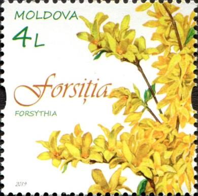 Forsythia