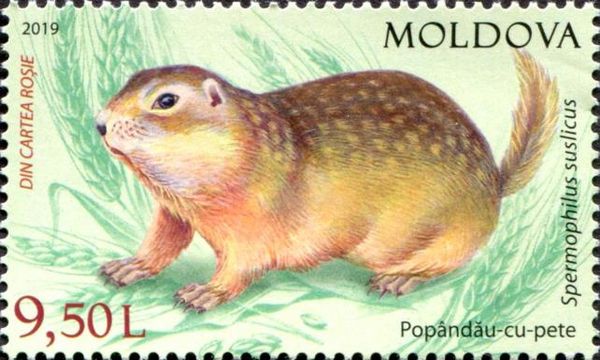 Speckled Ground Squirrel (Spermophilus suslicus)
