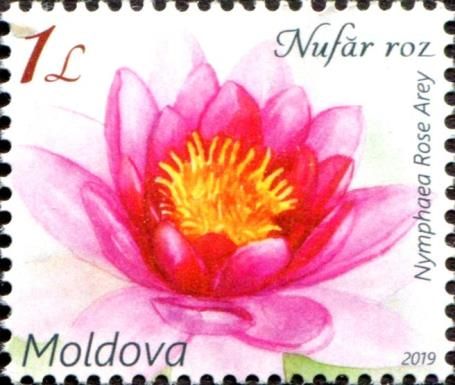 Pink Water Lily (Nymphaea Rose Arey)