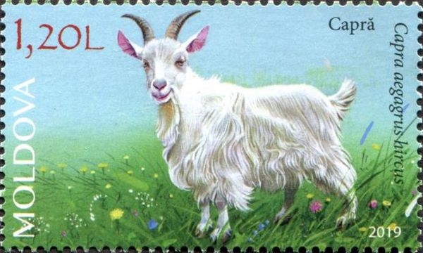 Goat (Capra aegagrus hircus)